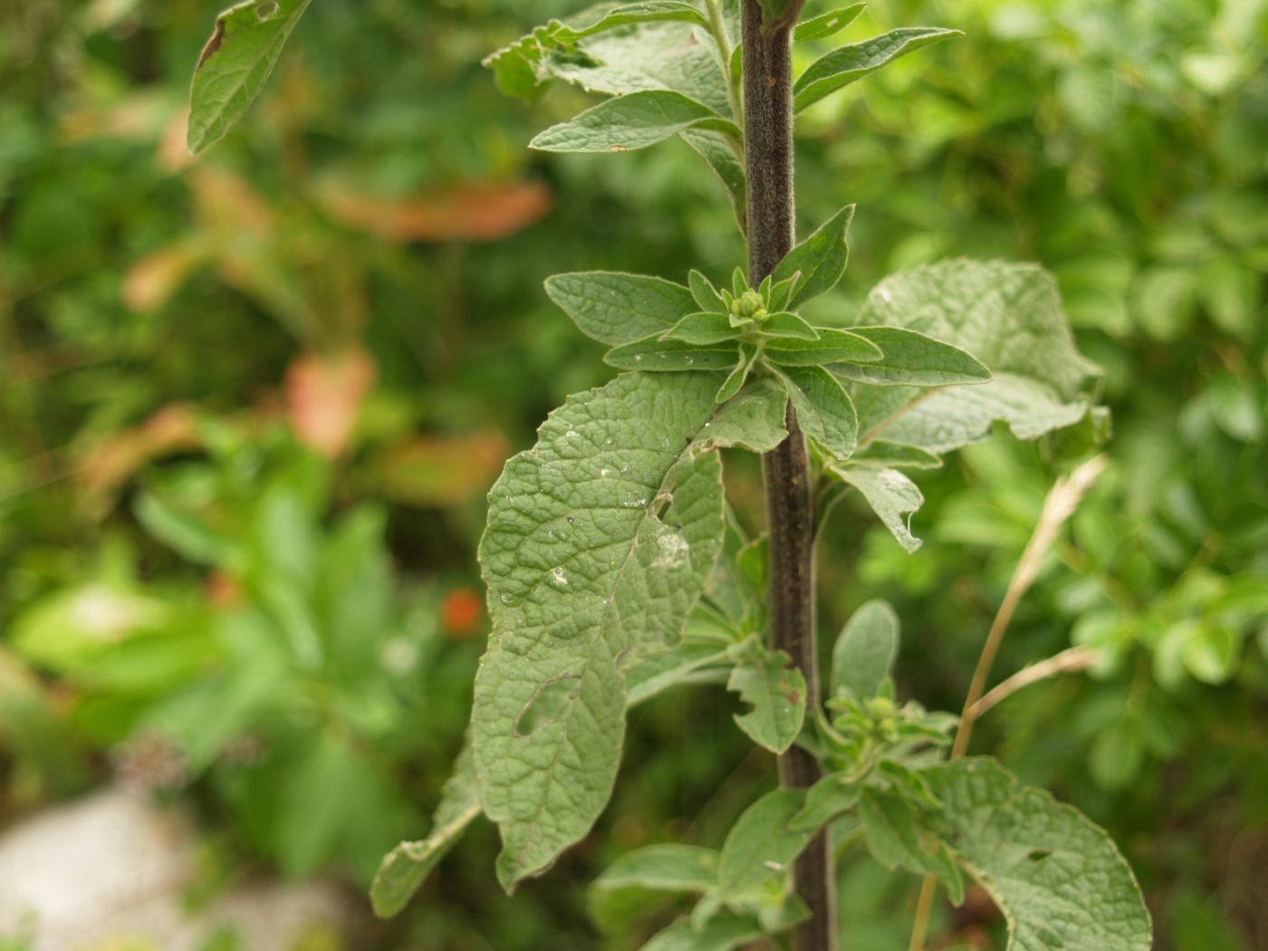 Ploughman's Spikenard leaf